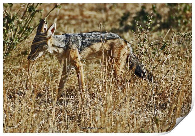 Black Backed Jackal Print by Michael Smith