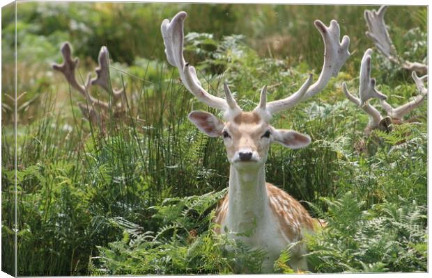 A fallow deer lying in the grass Canvas Print by Liann Whorwood