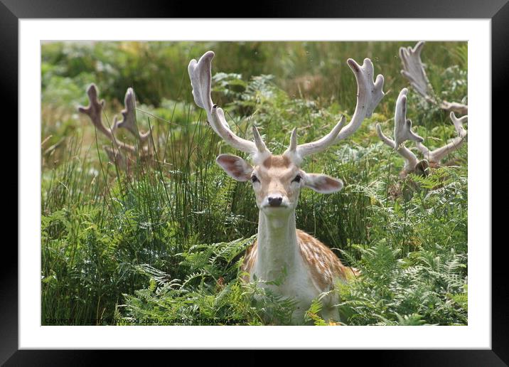 A fallow deer lying in the grass Framed Mounted Print by Liann Whorwood