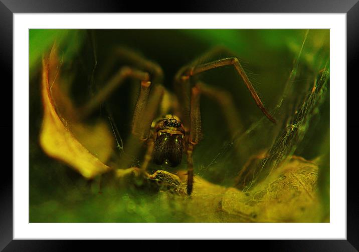 Spider Framed Mounted Print by Sean Wareing