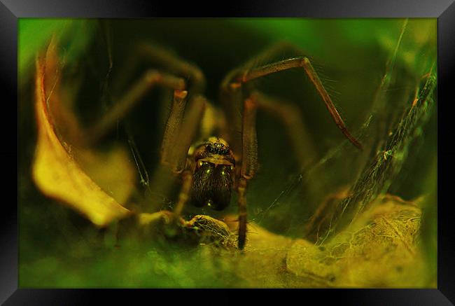 Spider Framed Print by Sean Wareing