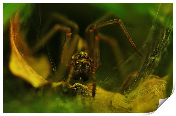 Spider Print by Sean Wareing
