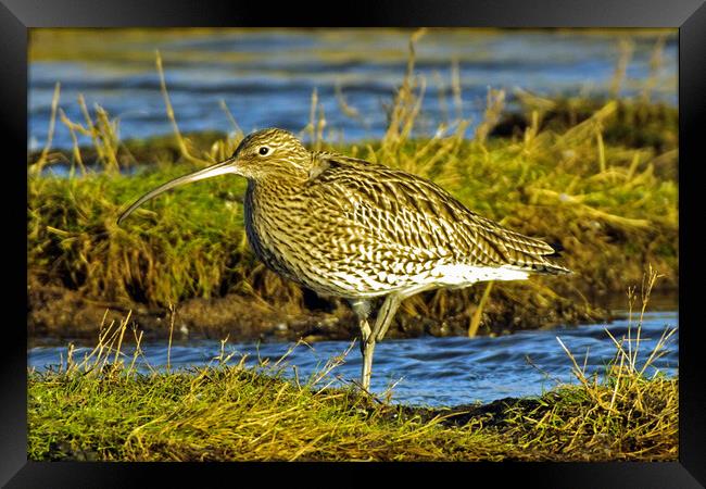 Curlew  Framed Print by Michael Smith