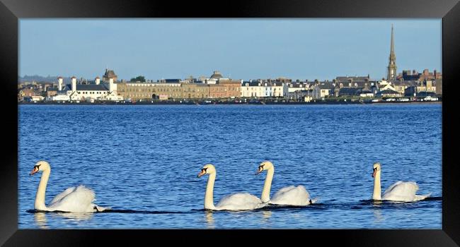 Swans on the sea at Ayr Framed Print by Allan Durward Photography