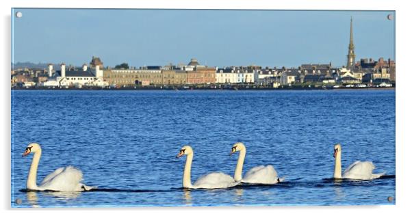 Swans on the sea at Ayr Acrylic by Allan Durward Photography