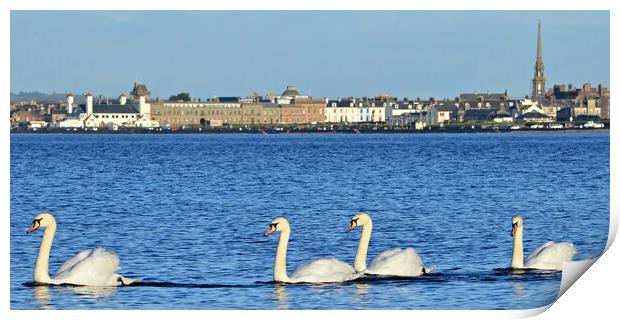 Swans on the sea at Ayr Print by Allan Durward Photography