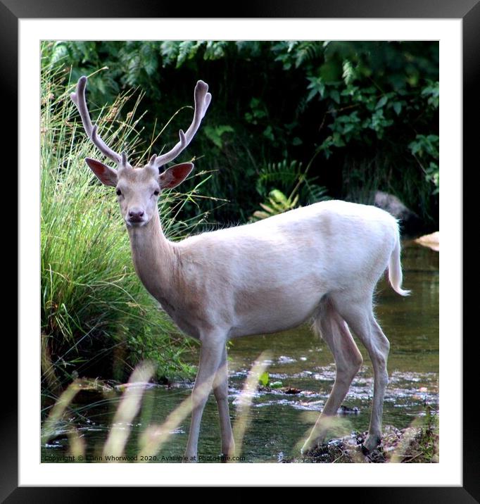Stag Deer in the stream Framed Mounted Print by Liann Whorwood