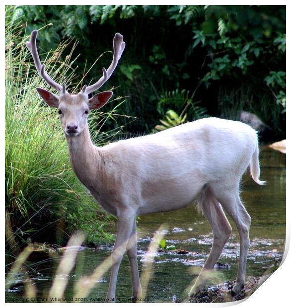 Stag Deer in the stream Print by Liann Whorwood