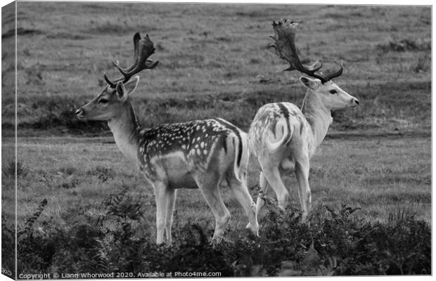 Two fallow deer back to back  Canvas Print by Liann Whorwood