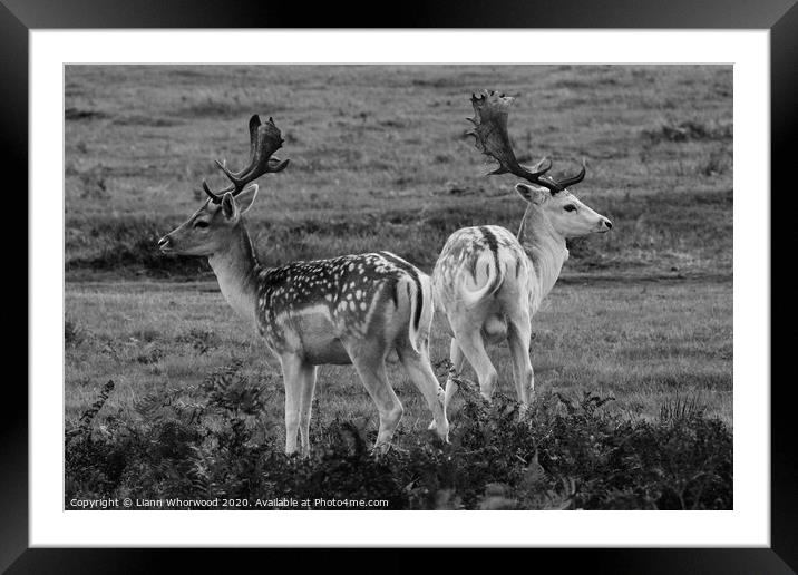 Two fallow deer back to back  Framed Mounted Print by Liann Whorwood