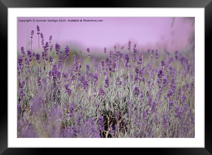 Artistic Lavender in somerset  Framed Mounted Print by Duncan Savidge