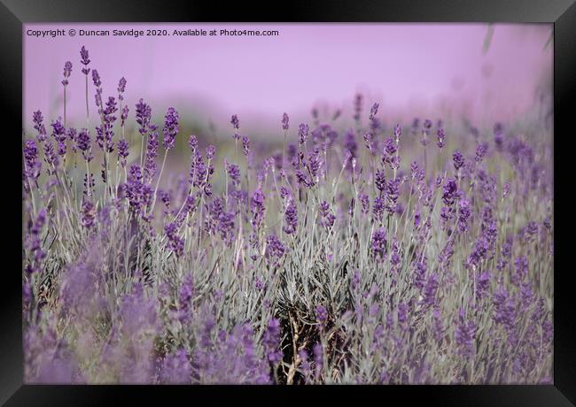 Artistic Lavender in somerset  Framed Print by Duncan Savidge