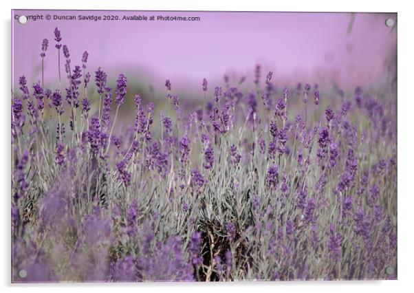 Artistic Lavender in somerset  Acrylic by Duncan Savidge