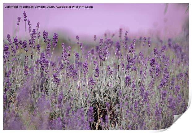 Artistic Lavender in somerset  Print by Duncan Savidge