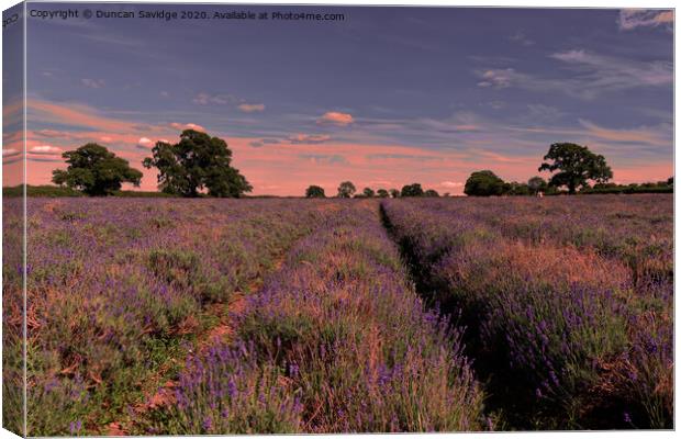 sunset at Somerset Lavender farm Canvas Print by Duncan Savidge