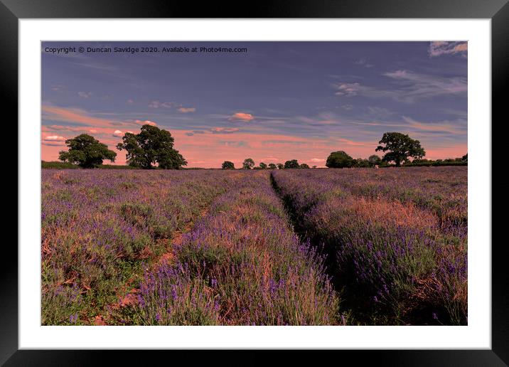 sunset at Somerset Lavender farm Framed Mounted Print by Duncan Savidge