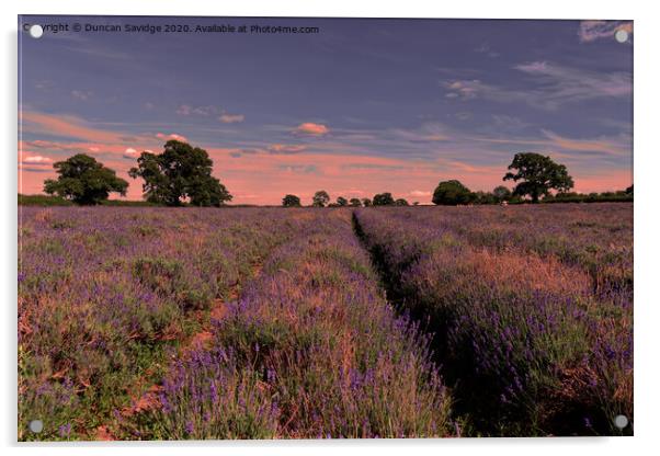 sunset at Somerset Lavender farm Acrylic by Duncan Savidge