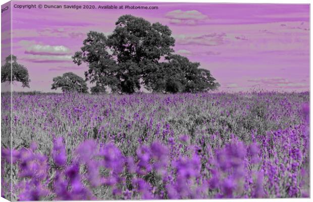 Artistic lavender farm Canvas Print by Duncan Savidge