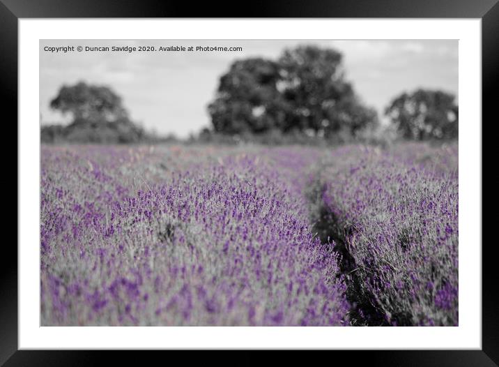 Artistic lavender farm Framed Mounted Print by Duncan Savidge