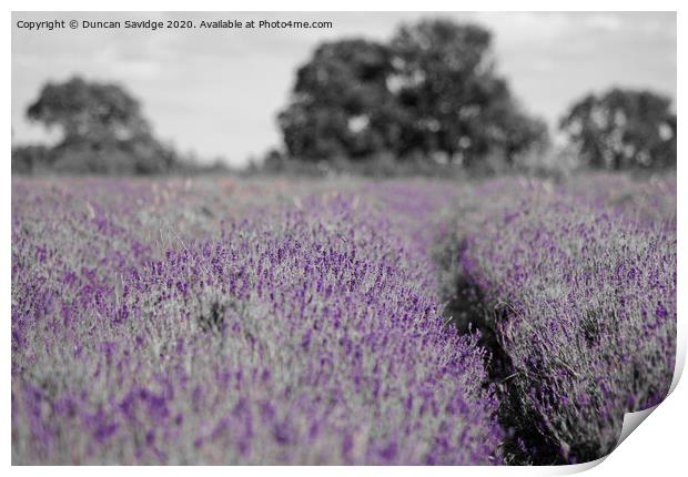 Artistic lavender farm Print by Duncan Savidge