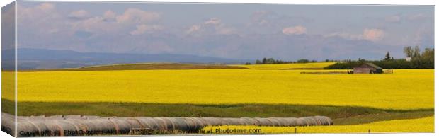 A very large prominent yellow colored canola field Canvas Print by PhotOvation-Akshay Thaker