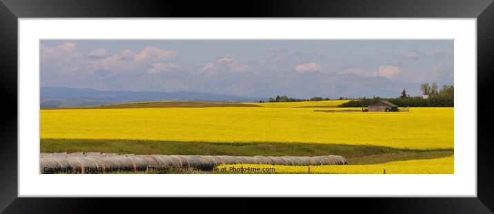 A very large prominent yellow colored canola field Framed Mounted Print by PhotOvation-Akshay Thaker