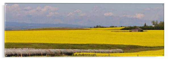 A very large prominent yellow colored canola field Acrylic by PhotOvation-Akshay Thaker