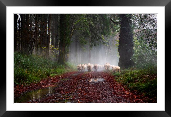 Moving Sheep Along the Tamar Valley, Framed Mounted Print by Maggie McCall