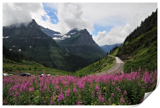 The purple flowers in glacier national park Print by PhotOvation-Akshay Thaker