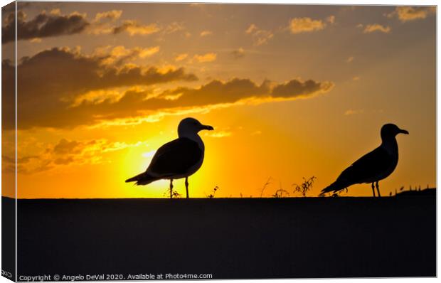 Seagulls waiting for sunset Canvas Print by Angelo DeVal