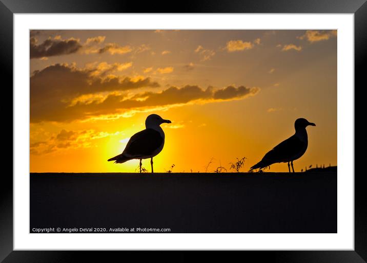 Seagulls waiting for sunset Framed Mounted Print by Angelo DeVal