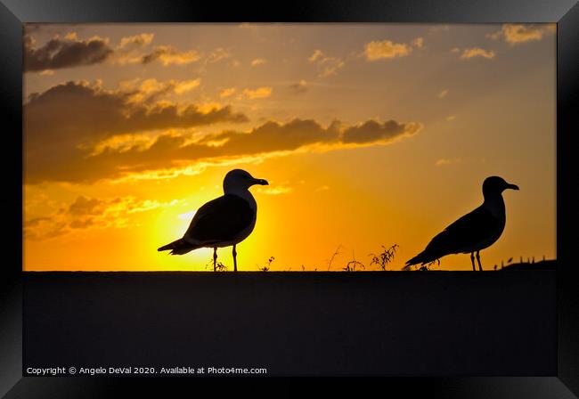 Seagulls waiting for sunset Framed Print by Angelo DeVal