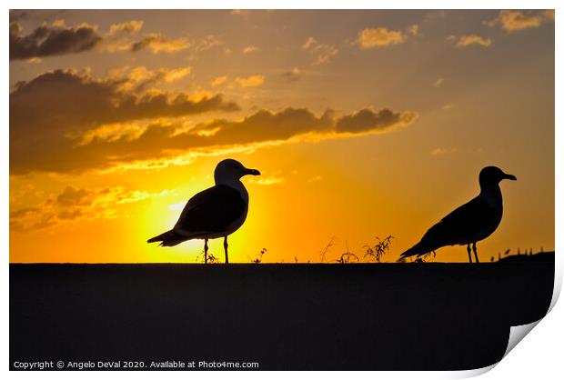 Seagulls waiting for sunset Print by Angelo DeVal