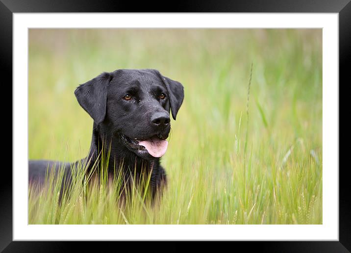 Working Dog - Black Labrador Framed Mounted Print by Simon Wrigglesworth
