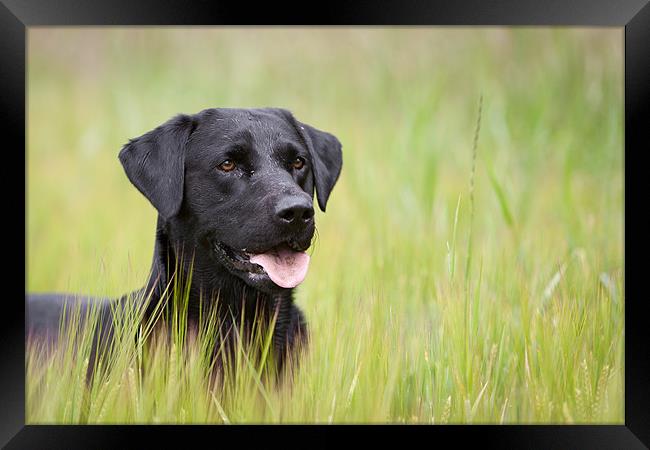 Working Dog - Black Labrador Framed Print by Simon Wrigglesworth