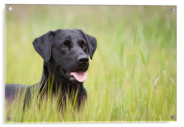 Working Dog - Black Labrador Acrylic by Simon Wrigglesworth