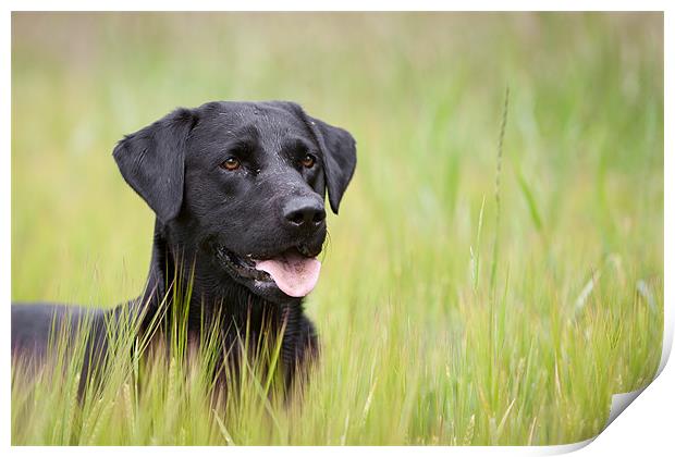 Working Dog - Black Labrador Print by Simon Wrigglesworth