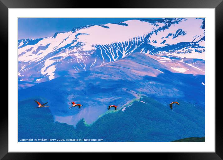 Pink Chilean Flamingos Flying Torres del Paine National Park Chi Framed Mounted Print by William Perry