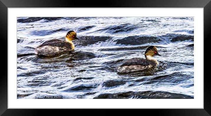 Eared Grebes Torres del Paine National Park Chile Framed Mounted Print by William Perry