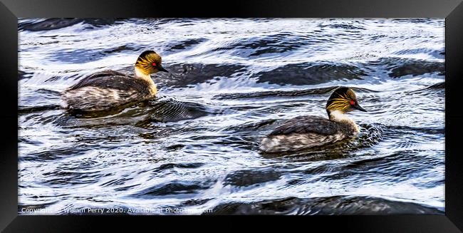 Eared Grebes Torres del Paine National Park Chile Framed Print by William Perry