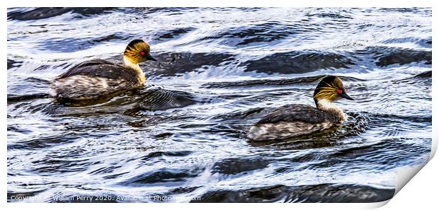 Eared Grebes Torres del Paine National Park Chile Print by William Perry