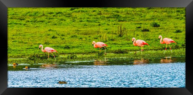 Pink Chilean Flamingos Torres del Paine National Park Chile Framed Print by William Perry