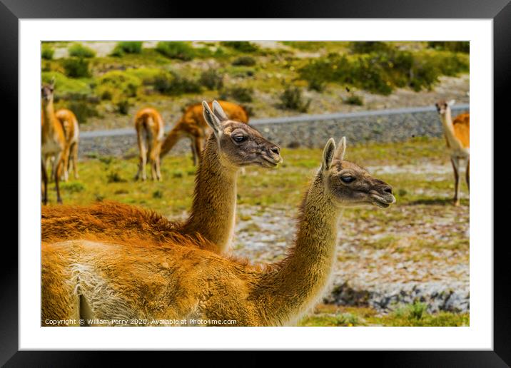 Guanacos Wild Lamas Torres del Paine National Park Chile Framed Mounted Print by William Perry