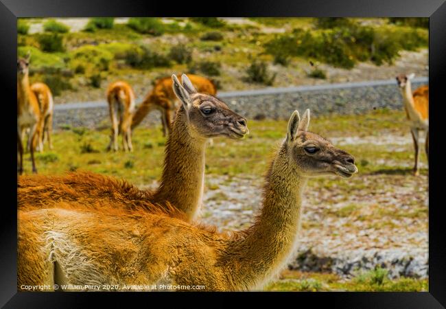 Guanacos Wild Lamas Torres del Paine National Park Chile Framed Print by William Perry