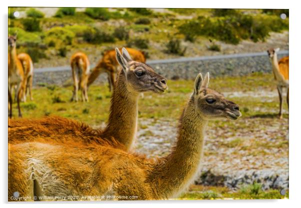 Guanacos Wild Lamas Torres del Paine National Park Chile Acrylic by William Perry