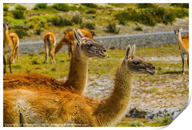 Guanacos Wild Lamas Torres del Paine National Park Chile Print by William Perry