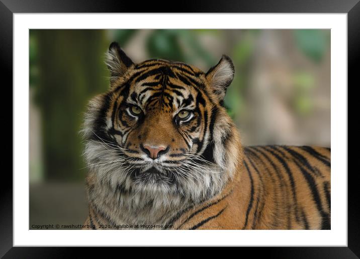 Sumatran Tiger Close-Up Framed Mounted Print by rawshutterbug 