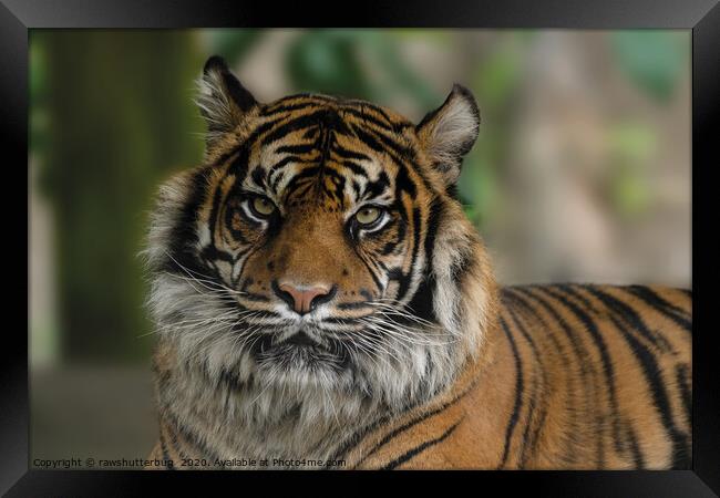 Sumatran Tiger Close-Up Framed Print by rawshutterbug 
