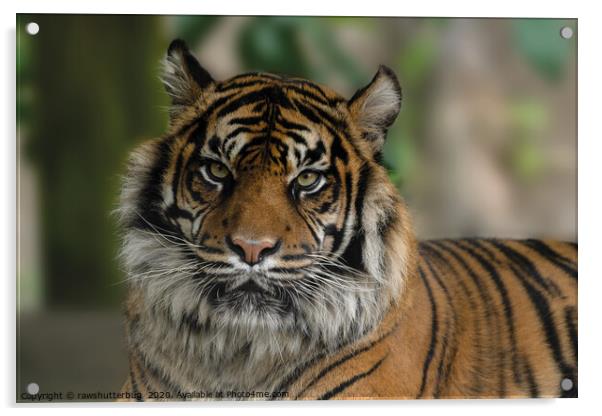 Sumatran Tiger Close-Up Acrylic by rawshutterbug 