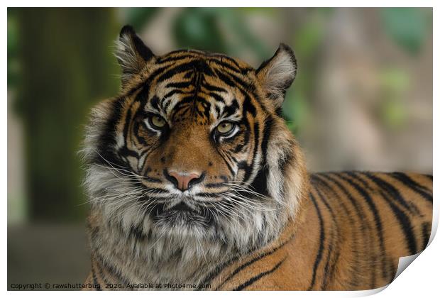 Sumatran Tiger Close-Up Print by rawshutterbug 